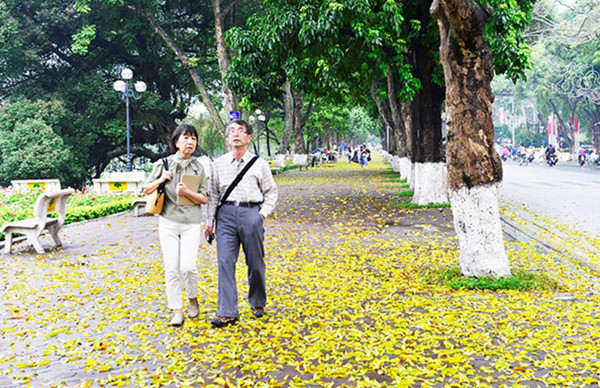 路边行道铺满金色的落叶。（图片来源：越南《人民报网》）