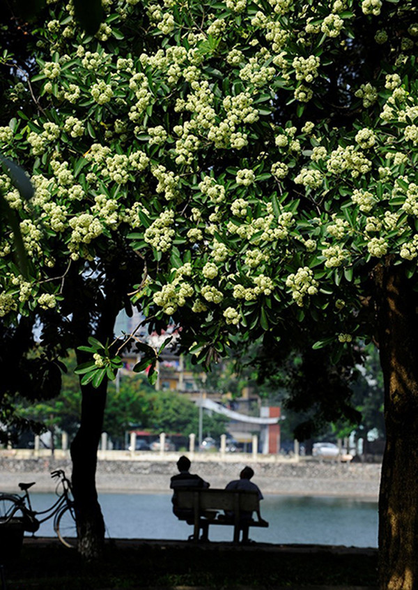 路边的糖胶树繁花似锦。（图片来源：越南《人民报网》）