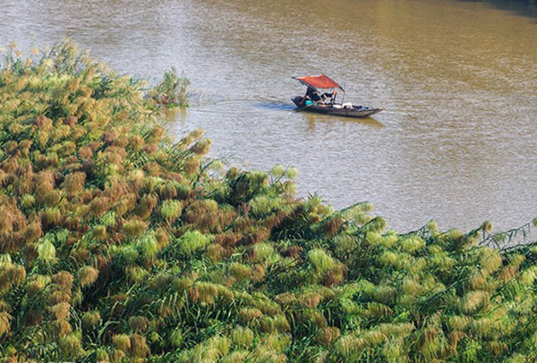 红河河畔的芦苇在秋风中飘动。（图片来源：越南《人民报网》）