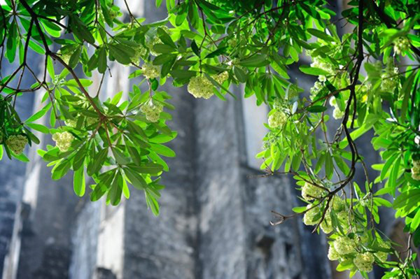 糖胶树花散发出浓烈的花香。（图片来源：越南《人民报网》）