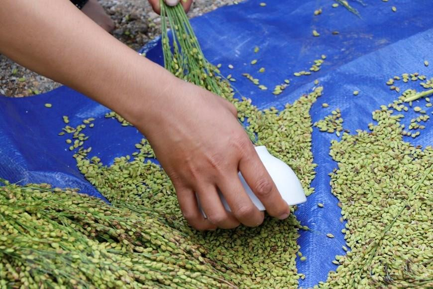 傣族同胞用小碗把谷粒刮落。越通社记者 越勇 摄