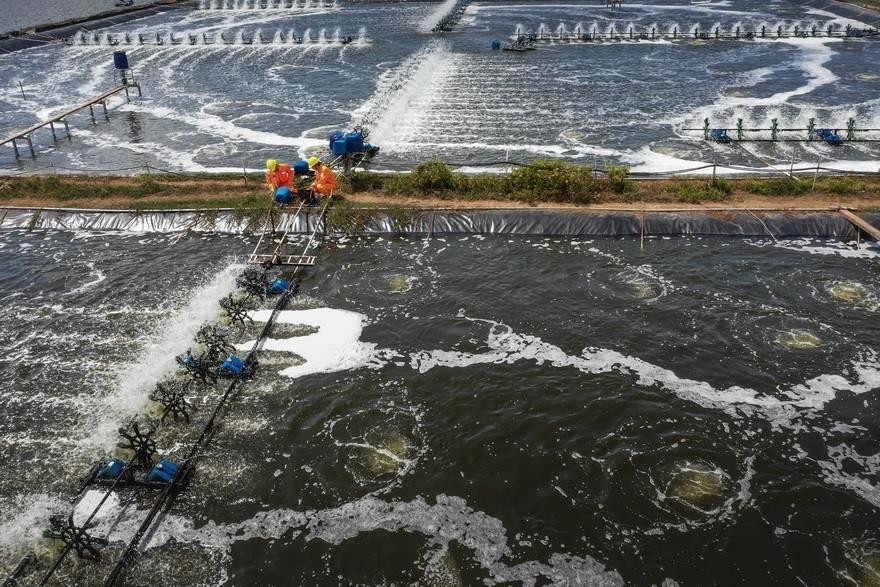 为水产养殖基地架设供电专线。越南画报记者 裴光武 摄