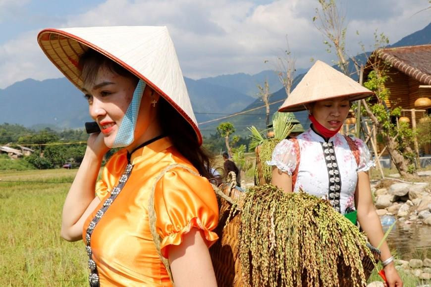 傣族少女将糯禾绑成一把一把后挑回去。越通社记者 越勇 摄