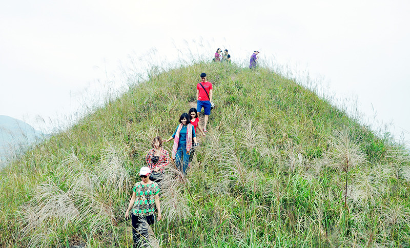 一片白色的芦苇花。