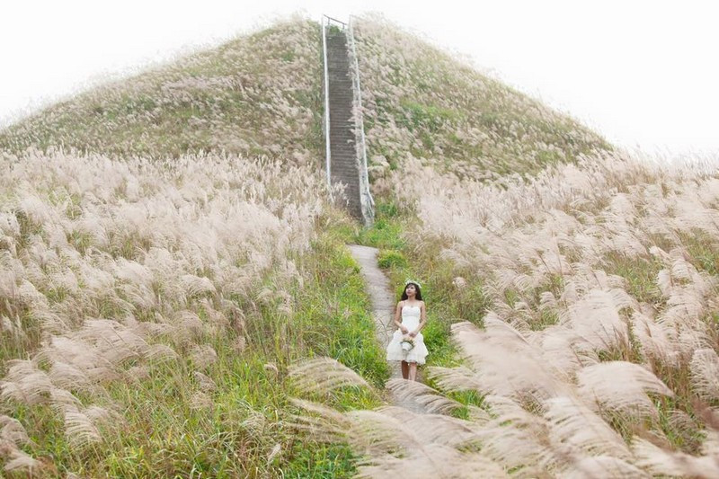 一片白色的芦苇花。