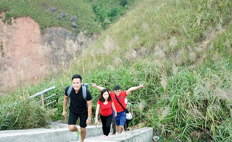 一片白色的芦苇花。