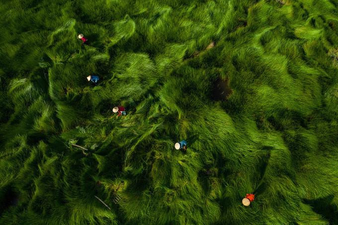 岘港市阮生国辉的《收割蒲草》。