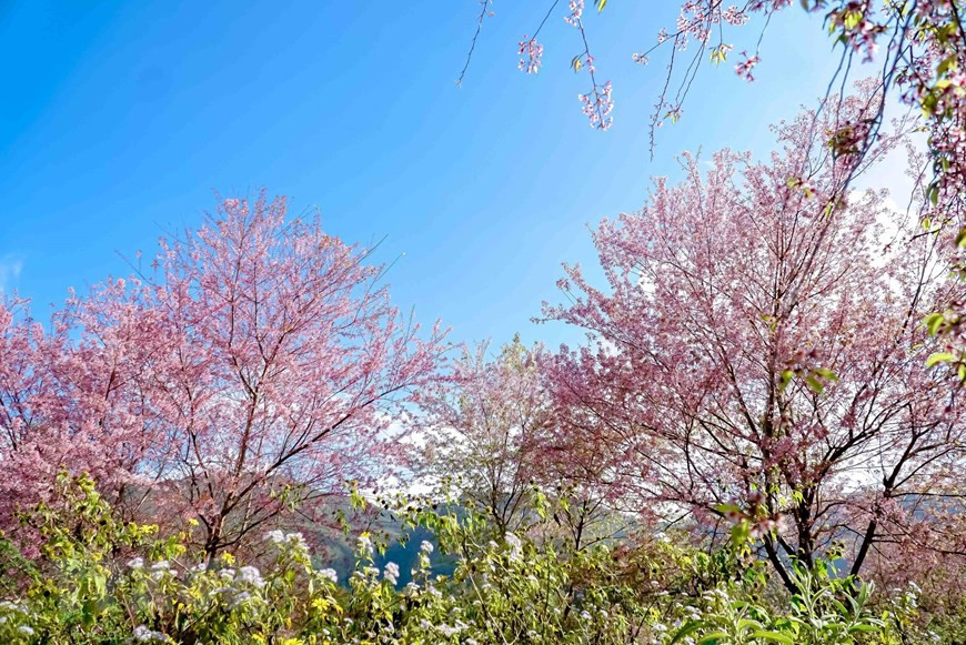 百花齐放的野樱花树。图自 越通社