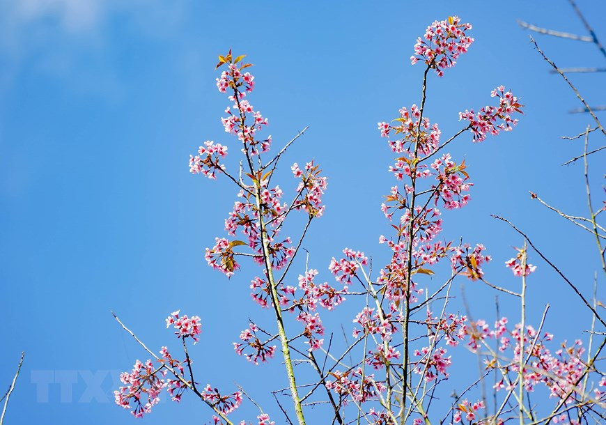 奠边省的野樱花竞相怒放。图自 越通社