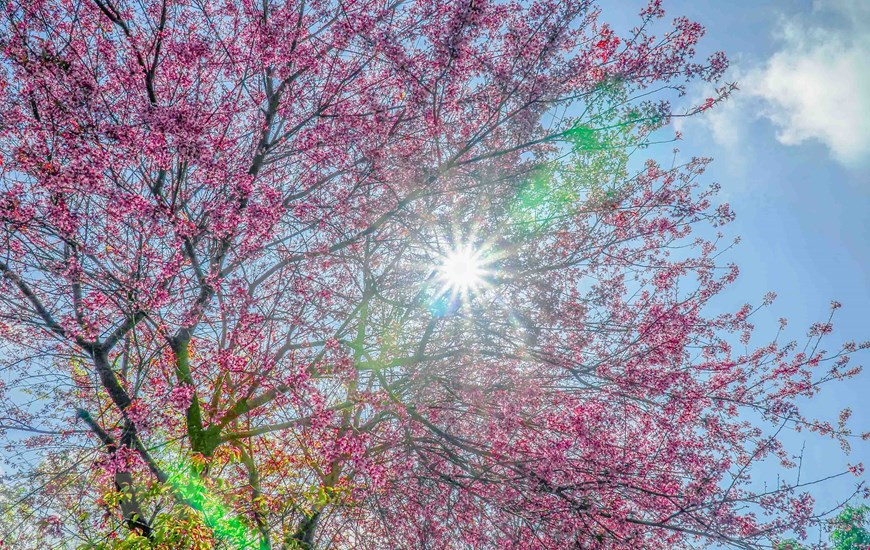 在明媚阳光照耀下，野樱花显得格外鲜艳。图自 越通社