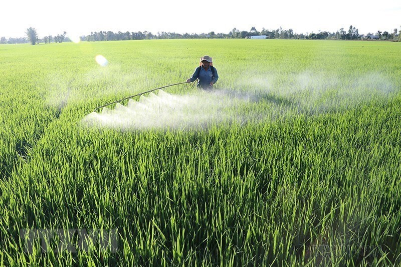 同塔省农民为2018-2019年冬春稻做好准备。图自越通社