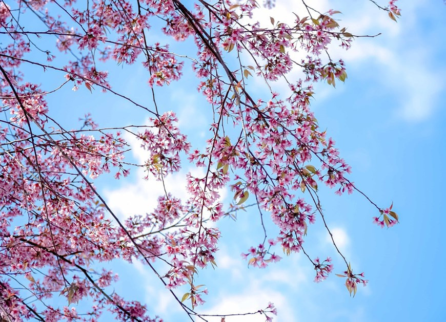 野樱花拥有独特魅力。图自 越通社