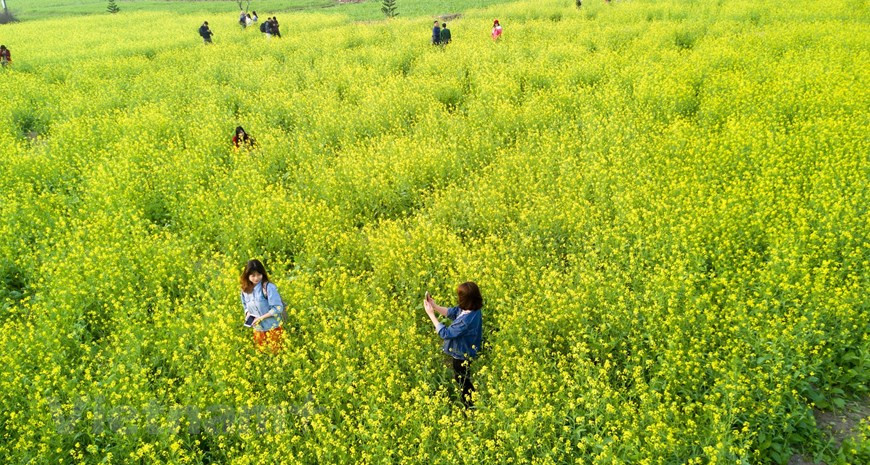 河内市郊区的油菜花田犹如海洋，放眼望去，油菜花竟相怒放，铺天盖地，满眼金色，流光溢彩，绵延数十里，蔚为壮观。图自Vietnam+