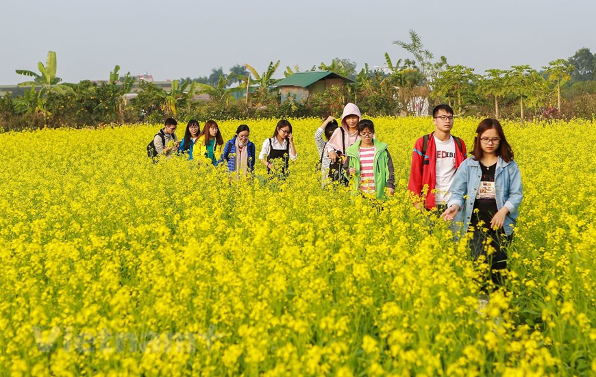 初冬油菜花竞相开放，吸引众多年轻人前来观光。图自Vietnam+