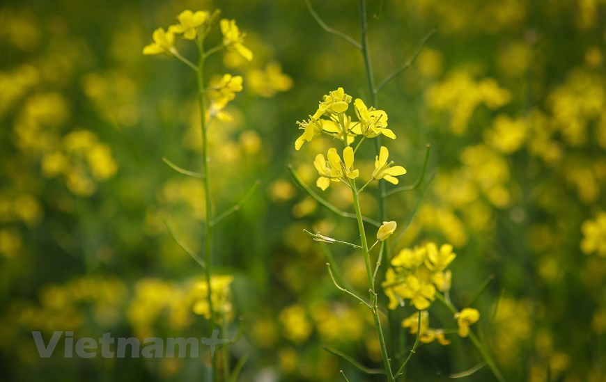 油菜花一般在初冬绽放。图自Vietnam+