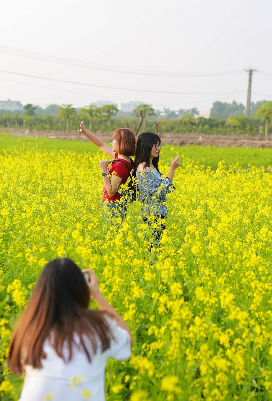 初冬油菜花竞相开放 吸引众多年轻人前来照相赏花。图自Vietnam+