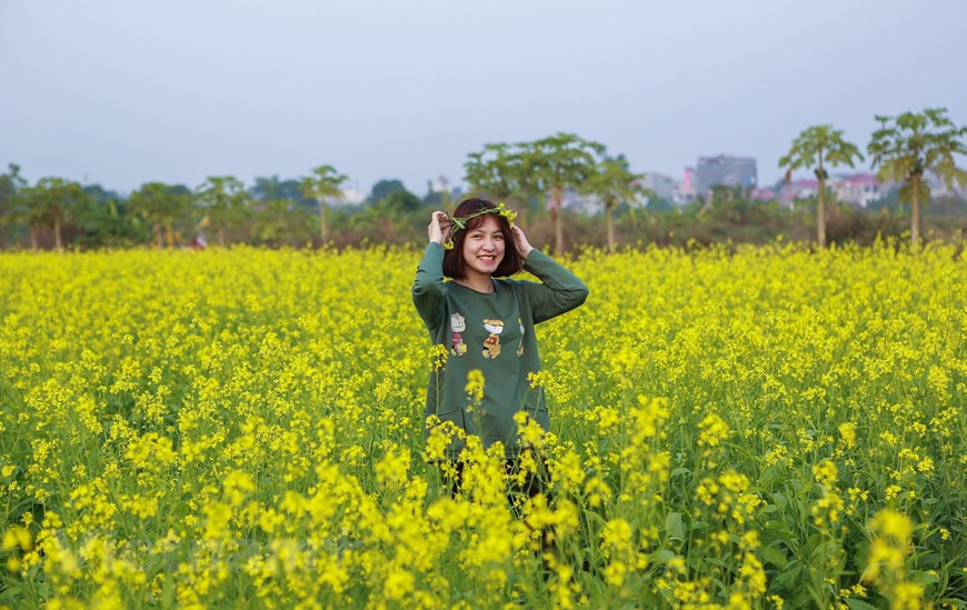 初冬油菜花竞相开放，吸引众多游客前来拍照观赏。图自Vietnam+