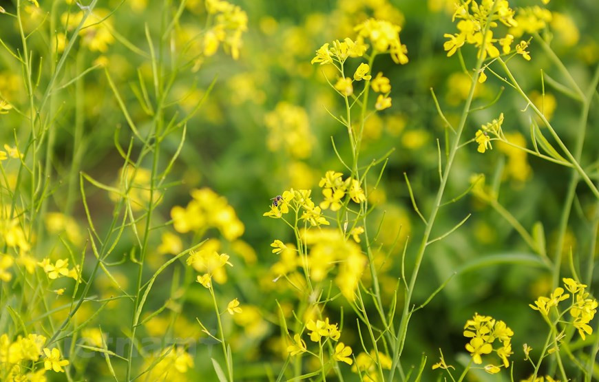 油菜花一般在初冬绽放。图自Vietnam+