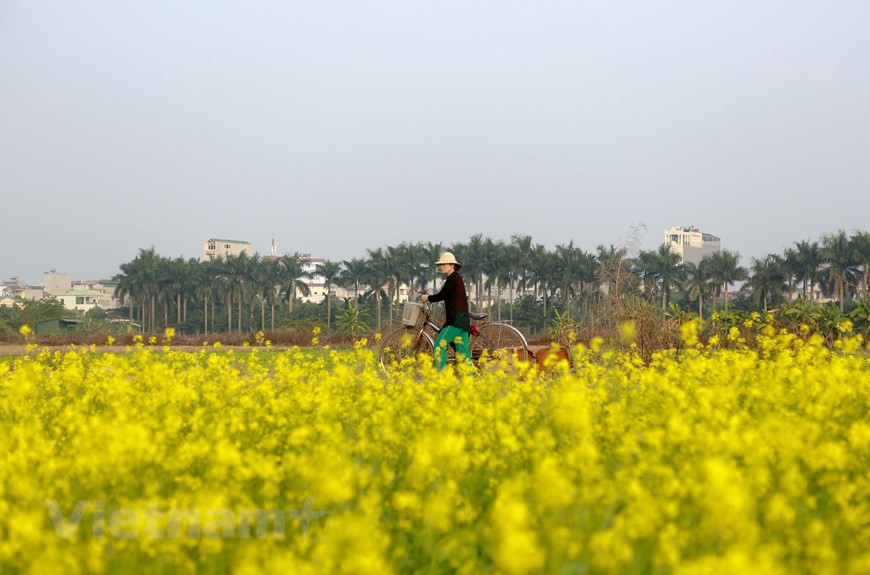 每一朵油菜花都是那么地平常，但汇集在一起就汇成了一片油菜花的海洋。图自Vietnam+