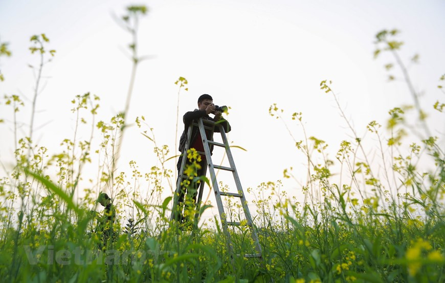盛开的油菜花田吸引许多年轻人前来观光照相。图自Vietnam+