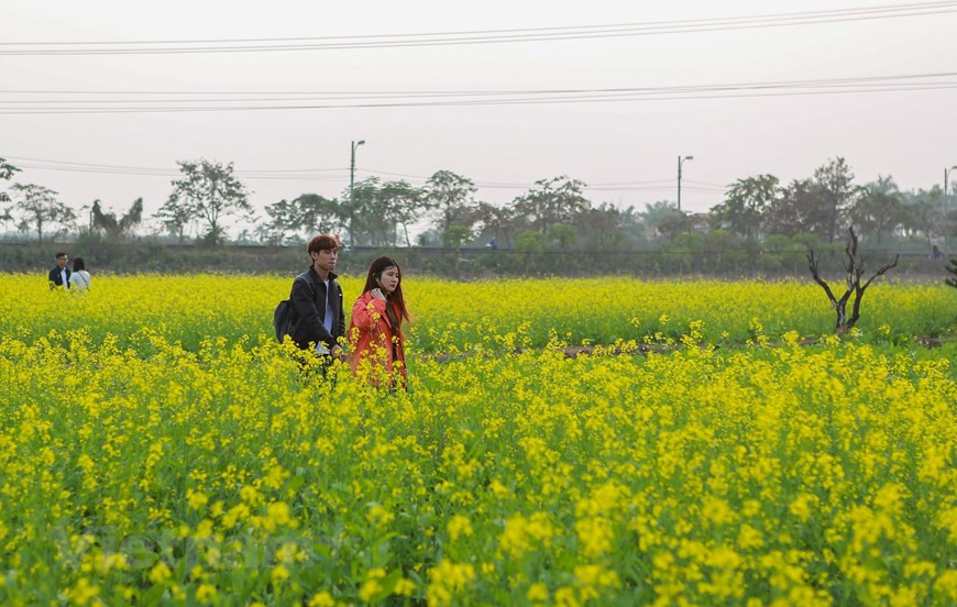 初冬油菜花竞相开放，吸引众多游客前来观赏。图自Vietnam+