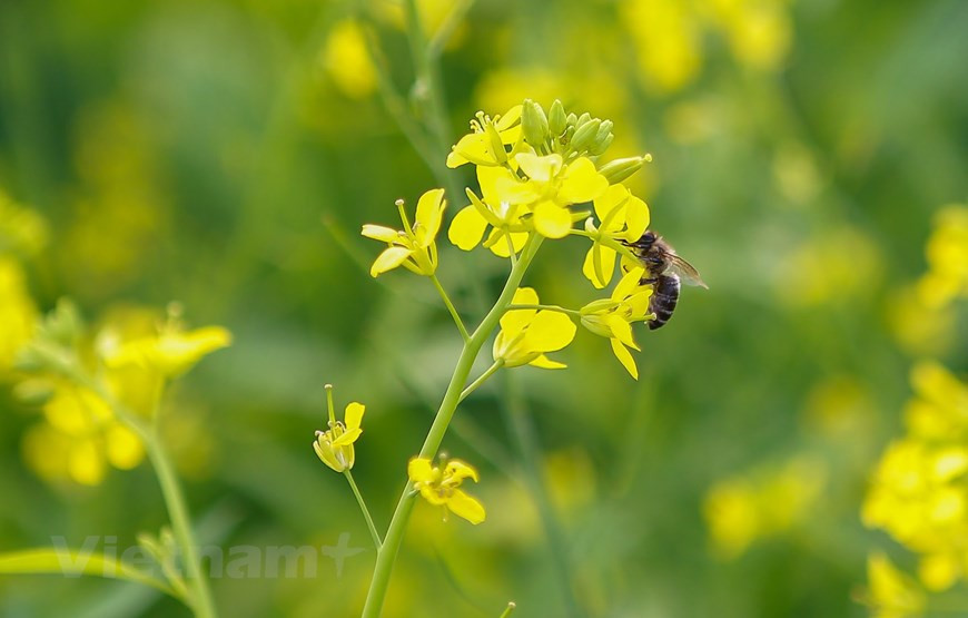 油菜花一般在初冬绽放。图自Vietnam+