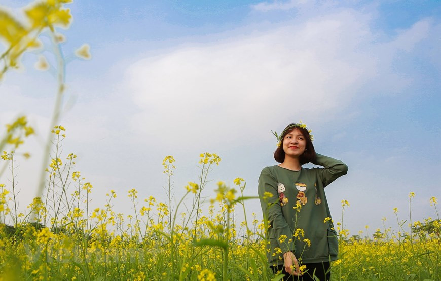 油菜花盛开的美景让特地特地赶来观赏的游客纷纷赞叹不已。图自Vietnam+