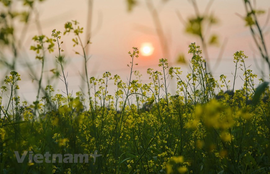 落日下的油菜花。图自Vietnam+