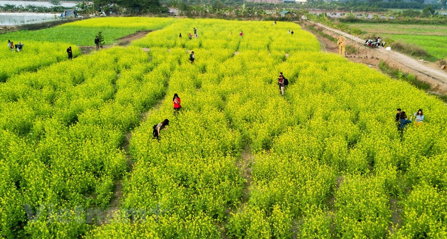 初冬油菜花竞相开放，吸引众多游客前来拍照观赏。图自Vietnam+