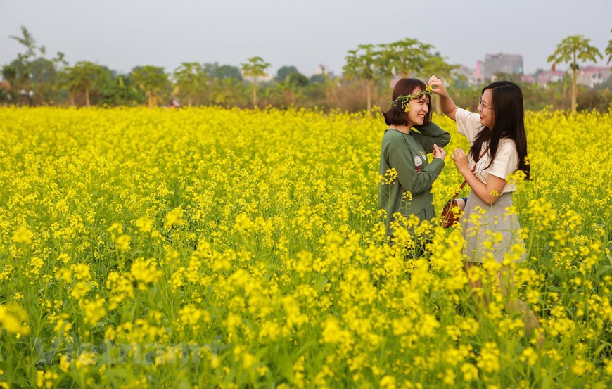 初冬油菜花竞相开放，吸引众多游客前来拍照观赏。图自Vietnam+