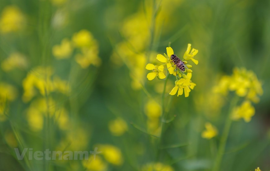 油菜花一般在初冬绽放。图自Vietnam+