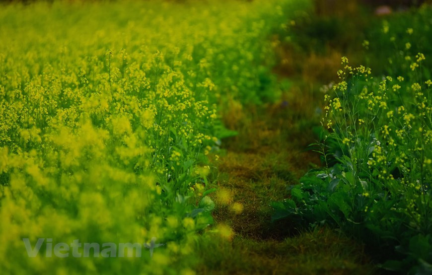 初冬是油菜花盛开的季节。图自Vietnam+