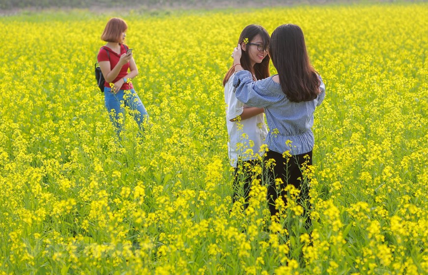 初冬油菜花竞相开放 吸引众多年轻人前来观光。图自Vietnam+