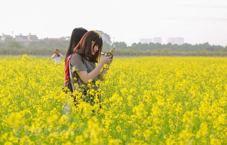 初冬油菜花田已盛开，许多年轻人前来照相赏花。图自Vietnam+