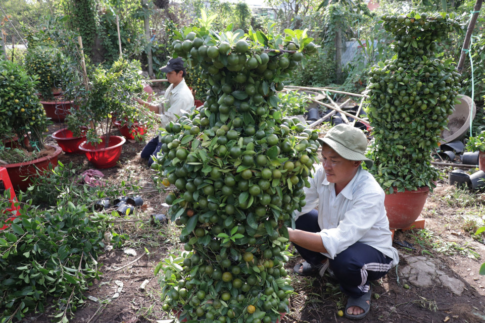 槟椥省鲜花市场为当地居民提供服务。图自越通社