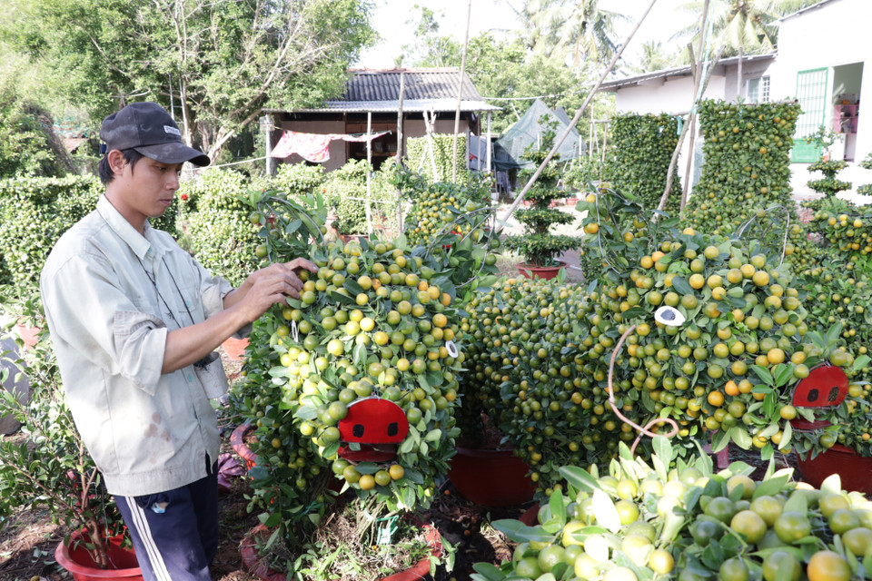槟椥省鲜花市场为当地居民提供服务。图自越通社