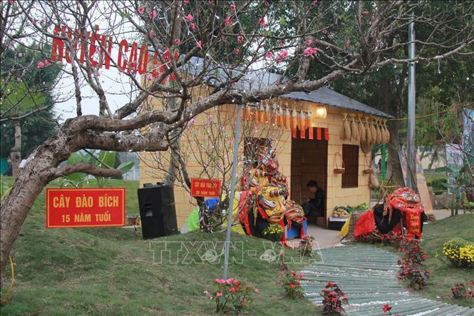 谅山省2019年第二次谅山桃花节桃花空间里的桃花树。越通社记者 光维 摄