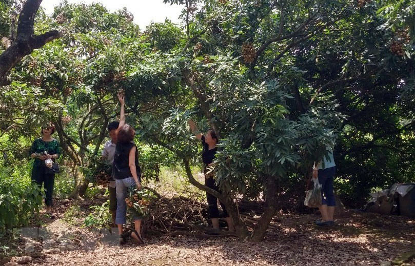 游客们参观龙眼果园。越通社记者 黄雄和武生 摄