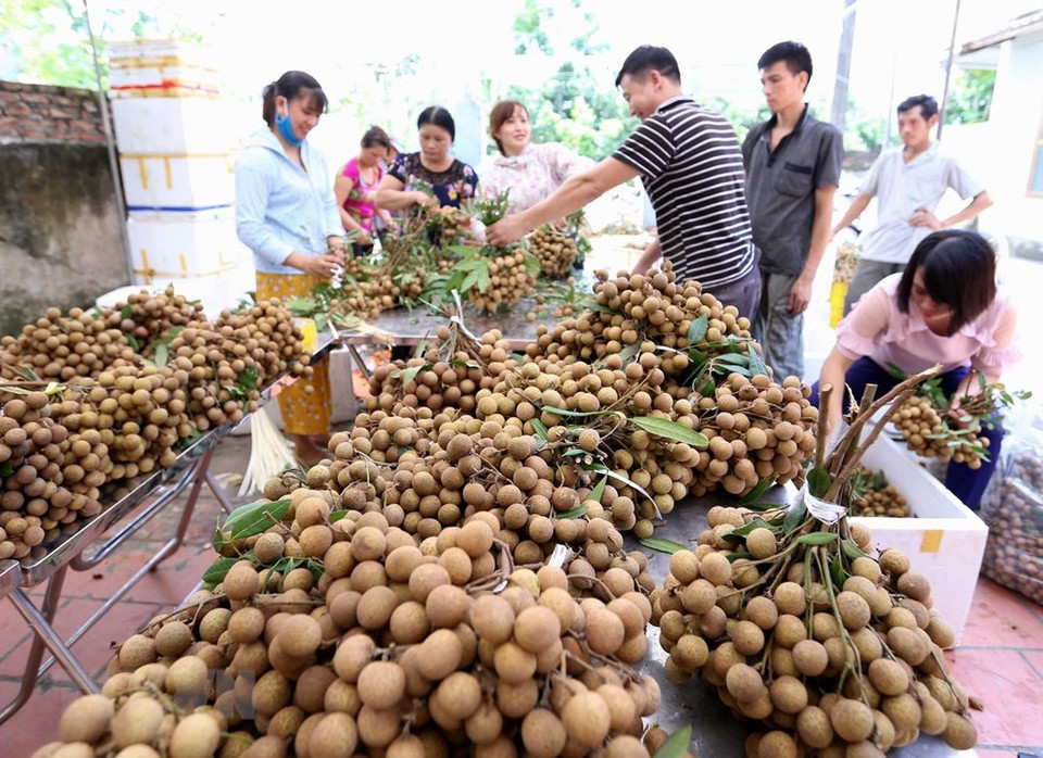 目前越南许多企业和大型超市已承诺销售约3.2万吨新鲜龙眼。越通社记者 黄雄和武生 摄