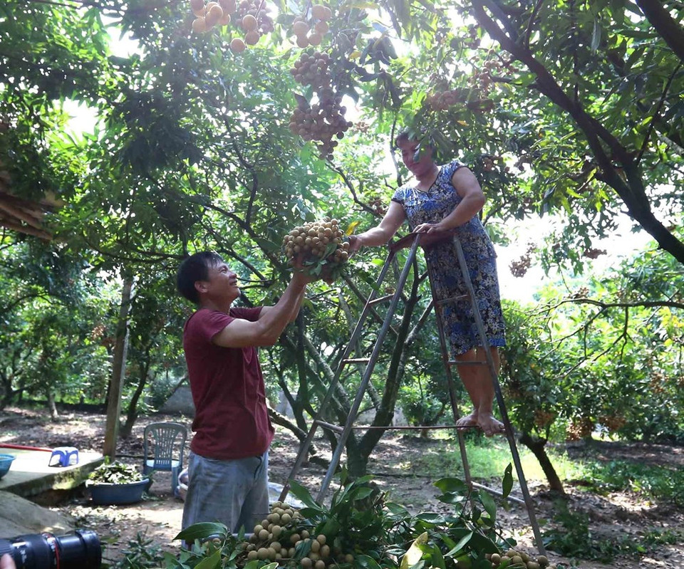 今年兴安省龙眼总产量约达4.2万吨，较去年增长约20%。越通社记者 黄雄和武生 摄