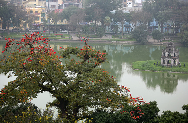 河内市中心的多条街上种着木棉树。图自《人民报》