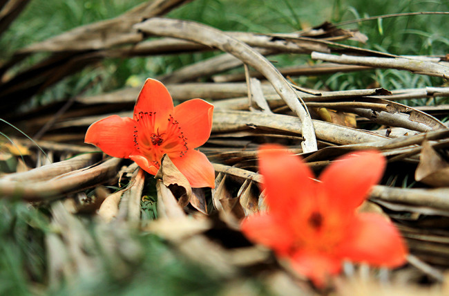 木棉花。图自《人民报》