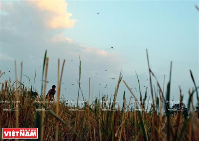随着绳子的横扫，成群的蚂蚱飞起来。图自越通社