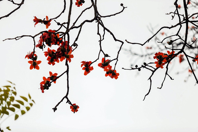 除了河内以外，富寿、南定、河南等北部各省农村地区种着很多木棉树。图自《人民报》