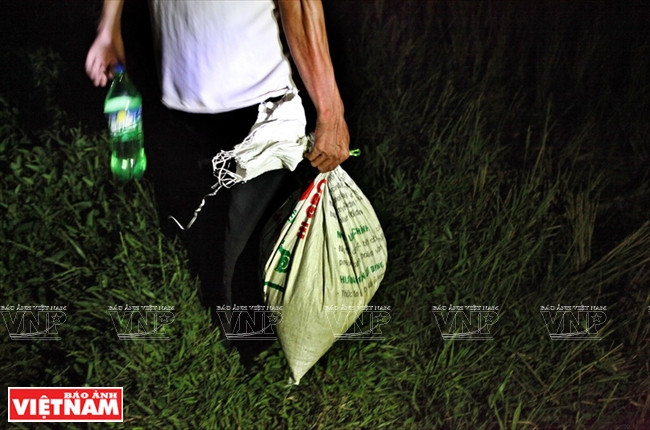 一夜捉蚂蚱的成果。图自越通社