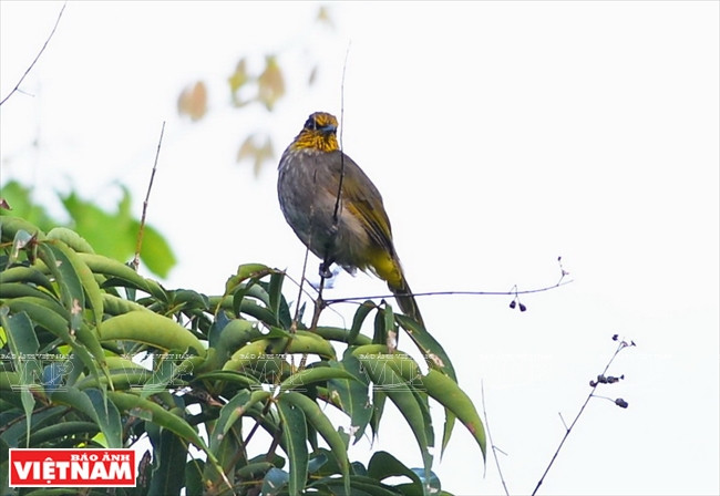 山茶是许多珍稀鸟类栖息的理想地。越通社记者 清和 摄