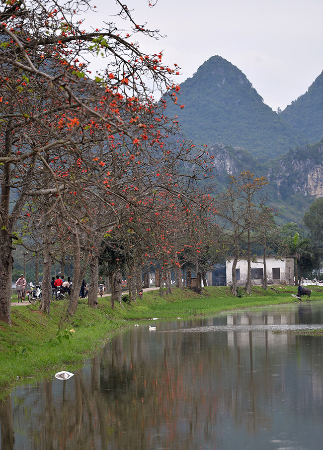 木棉花生于枝端，一树橙红。图自《人民报》