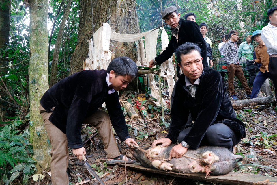蒙族同胞杀猪做菜。图自越通社