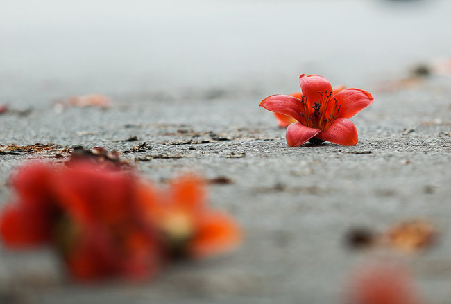 许多音乐家、诗人、画家、摄影师以红色木棉花为主题而创造作品。图自《人民报》