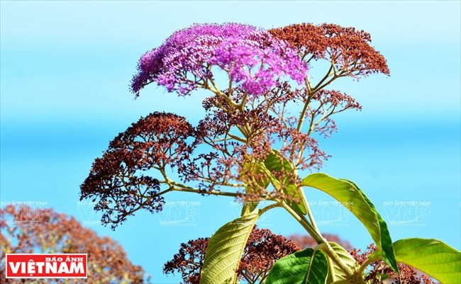 山茶林植物有近1000种，22种珍稀植物以及数百种其他用途植物。越通社记者 清和 摄